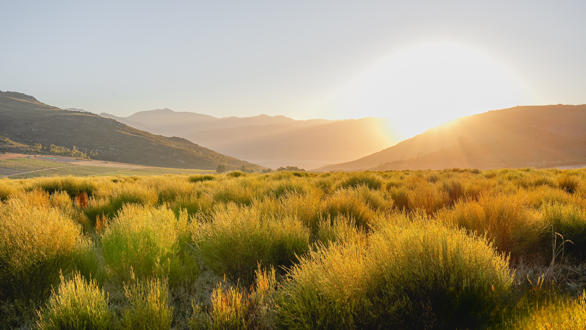 Rooibos espresso vs decaf: the real difference in the cup